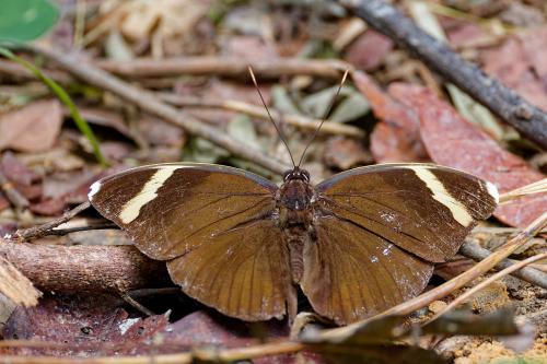 Réf. 353 396 : Euphaedra sp.
